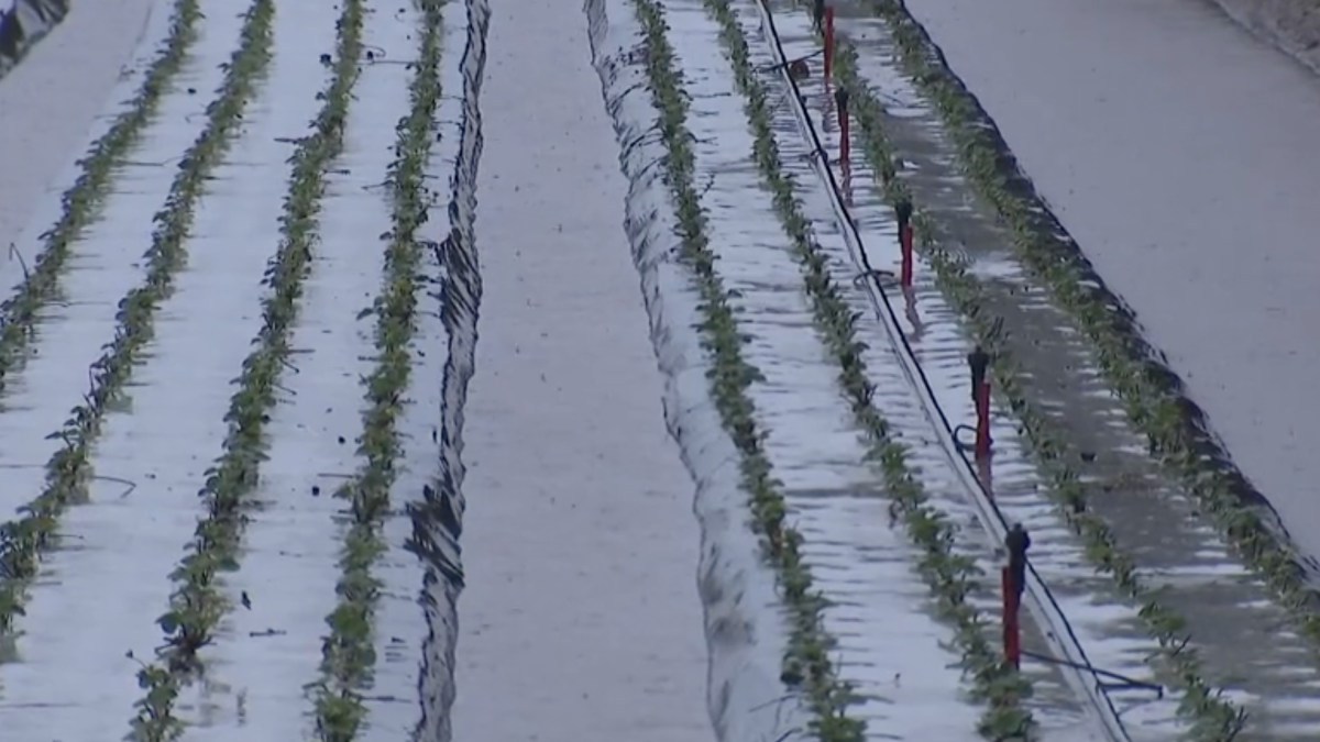 Tormenta impacta cosecha y trabajadores del campo en el condado de Ventura – Telemundo 52